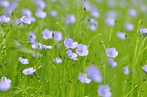 FLEURS DE LIN 