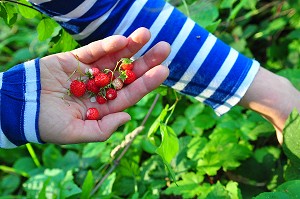 FRAISES DES BOIS 