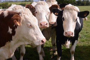 ILLUSTRATION PICARDIE, FRANCE 