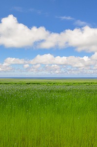CULTURE DU LIN, BAIE DE SOMME, FRANCE 