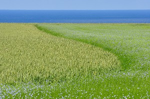 CULTURE DU LIN, BAIE DE SOMME, FRANCE 