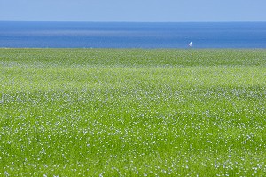 CULTURE DU LIN, BAIE DE SOMME, FRANCE 
