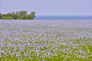 CULTURE DU LIN, BAIE DE SOMME, FRANCE 
