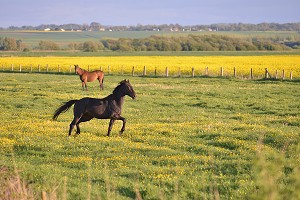 CHEVAUX GAMBADANT DANS LA PLAINE DU HABLE D'AULT, SOMME (80), PICARDIE, FRANCE 