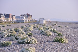 ILLUSTRATION BAIE DE SOMME, SOMME, PICARDIE, FRANCE 