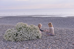 ILLUSTRATION BAIE DE SOMME, SOMME, PICARDIE, FRANCE 