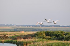 BAIE DE SOMME, FRANCE 