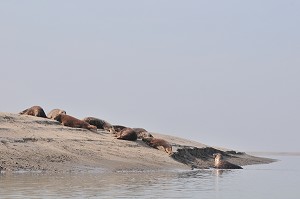 BAIE DE SOMME, FRANCE 