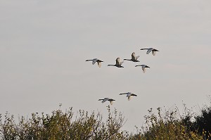 BAIE DE SOMME, FRANCE 