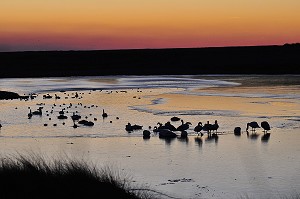 BAIE DE SOMME, FRANCE 