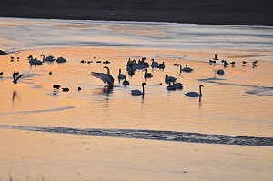 BAIE DE SOMME ET BAIN DE LUMIERE, FRANCE 