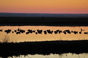 BAIE DE SOMME, FRANCE 