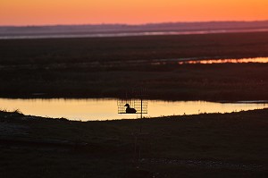 BAIE DE SOMME, FRANCE 