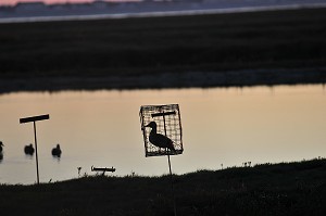 BAIE DE SOMME, FRANCE 