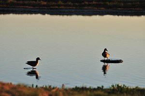 BAIE DE SOMME, FRANCE 