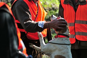 CHASSEUR FELICITANT SON CHIEN PAR UNE CARESSE, CHASSE DANS LE PAS-DE-CALAIS (62), FRANCE 