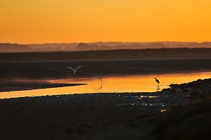 BAIE DE SOMME, FRANCE 