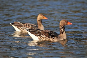 BAIE DE SOMME, FRANCE 