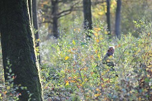 RABATTEUR LEVANT LE GIBIER LORS D'UNE BATTUE, CHASSE DANS UNE FORET PRIVEE PRES DU PARC DU MARQUENTERRE, SOMME (80), FRANCE 