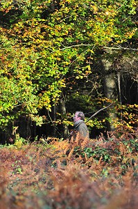 RABATTEUR LEVANT LE GIBIER LORS D'UNE BATTUE, CHASSE DANS UNE FORET PRIVEE PRES DU PARC DU MARQUENTERRE, SOMME (80), FRANCE 