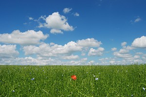 COQUELICOT DANS UN CHAMP DE LIN 