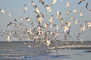 BAIE DE SOMME, FRANCE 