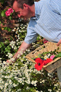 LUDOVIC DUPONT, CUISINIER DU RESTAURANT DE L'ABBAYE DE VALLOIRES, CUEILLANT DES FLEURS POUR SA CUISINE FLORALE, VALLOIRES, SOMME (80), FRANCE 