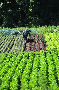 JARDINIER DANS UN POTAGER, HORTILLONNAGES OU JARDINS FLOTTANTS, AMIENS, SOMME (80), FRANCE 