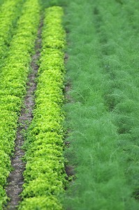PLANTS DE SALADES ET DE CAROTTES DANS UN POTAGER 