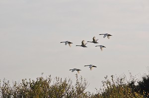 BAIE DE SOMME, FRANCE 
