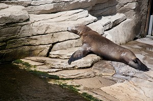 SIESTE D'UNE OTARIE, PARC AQUATIQUE DE BOULOGNE-SUR-MER, PAS-DE-CALAIS (62), FRANCE 