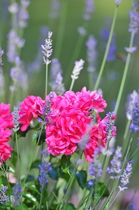ROSES ET LAVANDE 