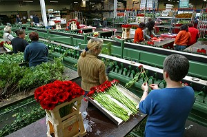 AALSMEER, A VEGETAL WALL STREET, PAYS-BAS 