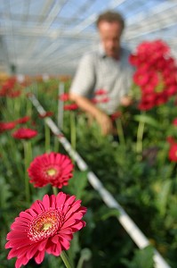 AALSMEER, A VEGETAL WALL STREET, PAYS-BAS 