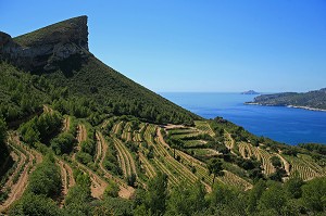 VIGNOBLE DE CASSIS, BOUCHES DU RHONE (13) 