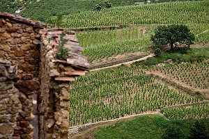 ILLUSTRATION VIN, FRANCE 