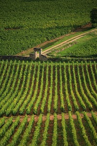 ILLUSTRATION VIN, FRANCE 