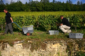 ILLUSTRATION VIN, FRANCE 