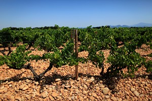 ILLUSTRATION VIN, FRANCE 