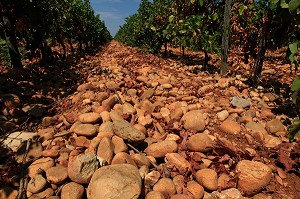 ILLUSTRATION VIN, FRANCE 