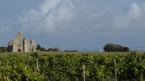 ILLUSTRATION VIN, FRANCE 