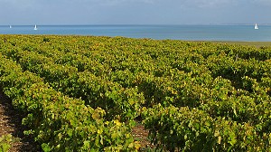 ILLUSTRATION VIN, FRANCE 