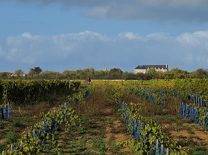 ILLUSTRATION VIN, FRANCE 