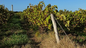 ILLUSTRATION VIN, FRANCE 