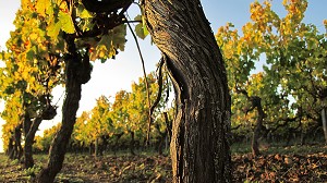 ILLUSTRATION VIN, FRANCE 