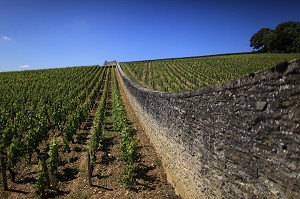 ILLUSTRATION VIN, FRANCE 