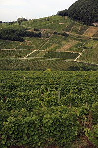 ILLUSTRATION VIN, FRANCE 