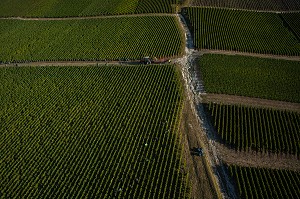VITICULTURE DANS LA MARNE (51), GRAND EST, FRANCE 