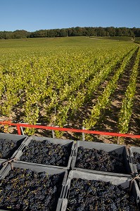 VITICULTURE DANS LA MARNE (51), GRAND EST, FRANCE 