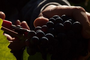 VITICULTURE DANS LA MARNE (51), GRAND EST, FRANCE 